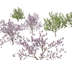 Paulownia tomentosa - Princess tree