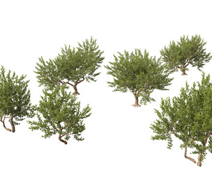 Pistacia lentiscus - Mastic