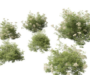 Sambucus nigra - European elder