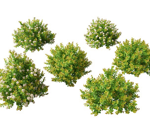 Spiraea betulifolia Tor Gold - Birchleaf spirea