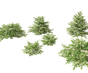 Viburnum plicatum - Doublefile Viburnum