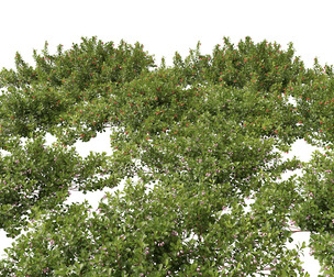 Arctostaphylos uva-ursi - common bearberry