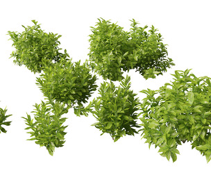 Aucuba japonica - Spotted laurel
