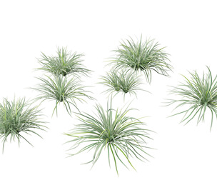 Carex morrowii Ice Dance - Variegated Sedge