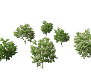 Catalpa speciosa - Northern catalpa