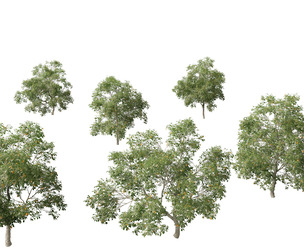 Carya ovata - Shagbark hickory
