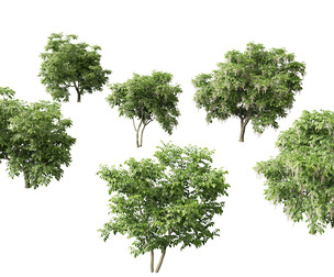Cladrastis kentukea - American yellowwood