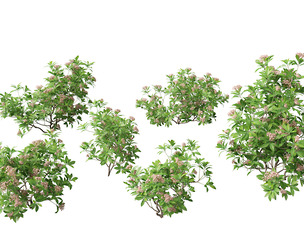 Kalmia latifolia - Mountain laurel