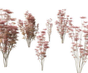 Toona sinensis Flamingo - Chinese Cedar Flamingo