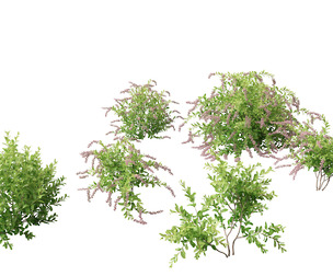 Zenobia pulverulenta Raspberry Ripple - Honey Cups