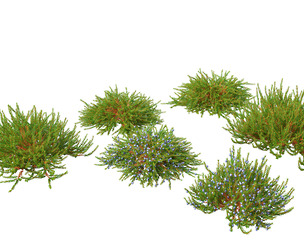 Empetrum nigrum - Black crowberry