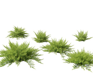 Juniperus sabina - Savin juniper