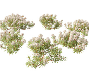 Ledum decumbens - Labrador tea