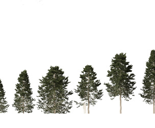 Pseudotsuga menziesi - Douglas fir