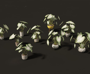 Caladium Aaron - Angel Wings