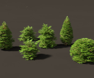 Chamaecyparis obtusa - hinoki cypress 01