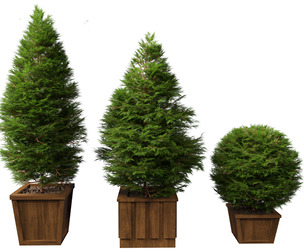 Chamaecyparis obtusa - hinoki cypress 02