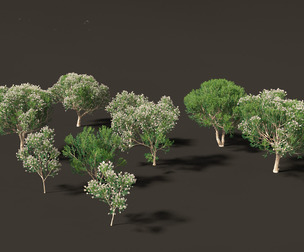 Melaleuca linariifolia - flax-leaved paperbark