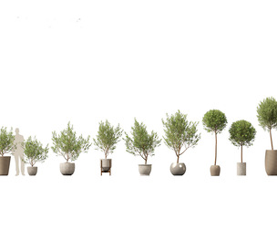 Olea europaea - Common olive