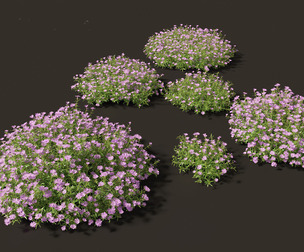 Phlox subulata - creeping phlox 01