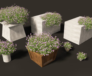 Phlox subulata - creeping phlox 02