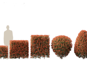 Photinia x fraseri Red Robin - Red tip photinia 02