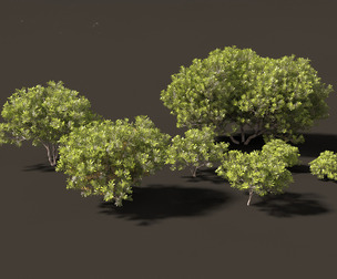 Pittosporum tobira - Japanese pittosporum 01