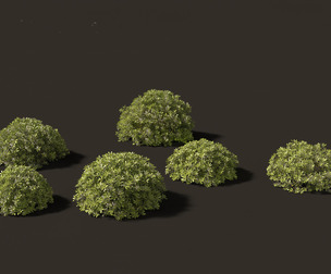 Pittosporum tobira - Japanese pittosporum 02