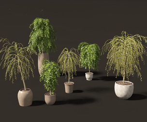 Salix caprea 01