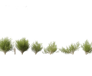 Salix caprea 02