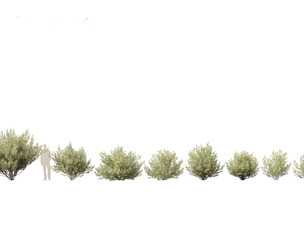 Salix pentandra - The bay willow 02