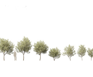 Salix pentandra - The bay willow 01