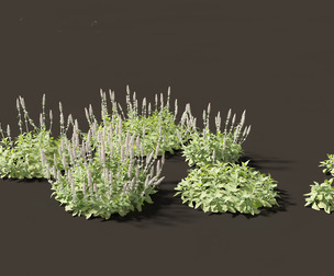 Stachys byzantina - lambs ears