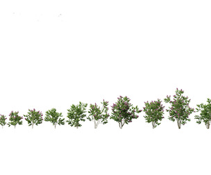 Syringa vulgaris - common lilac