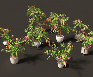 Syzygium cascade - Lilly Pilly 01