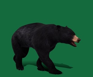 American Black Bear