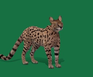 Savannah Cat