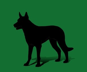 Australian Kelpie Dog