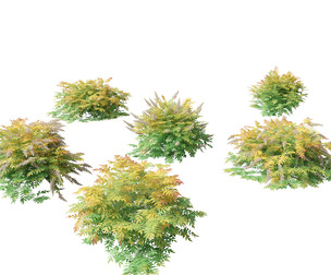 Sorbaria sorbifolia - False spiraea