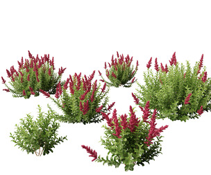 Spiraea douglasii - Western spirea