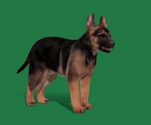 Alsatian Puppy Dog