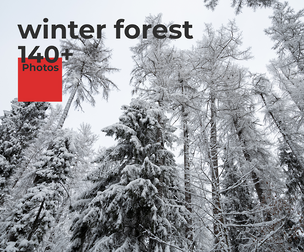 Winter Forest. Environment Refrence Pictures.