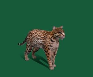 Ocelot Wild Cat