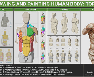 Drawing and Painting human body: Torso
