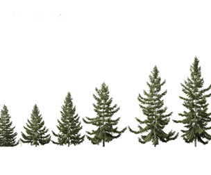 Tsuga heterophylla - Western hemlock