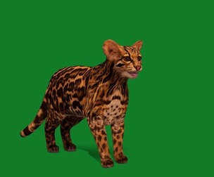 American Margay Cat