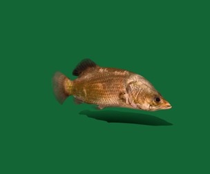 Barramundi Sea Perch Fish