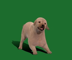 Retriever Puppy Dog