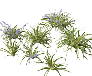 Dianella tasmanica - Tasman Flax Lily