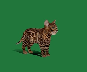 Bengal Kitten Cat